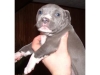 FULL-BLOODED-AMERICAN-PIT-BULL-PUPPIES-THREE-MALES-THREE-FEMALES-BLUE-WHITE-WHITE-CHEST