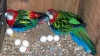 Red-Head-Blue-Amazon-Fertile-Parrot-and-Eggs-available-