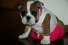 Charming-English-Bulldog-Puppies-For-Adoption