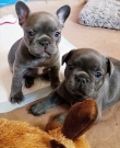 Christmas-Frenchie-available-for-good-homes